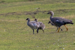 Falklandinseln - Rund um Stanley -