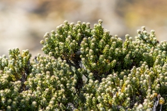 Falklandinseln - Rund um Stanley - richtig viele Pflanzen wachsen auf Grund des Klimas nicht