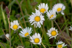 Falklandinseln - Rund um Stanley - Sommer ;-)