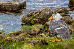 Falklandinseln - Rund um Stanley - Falkland-Enten