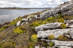 Falklandinseln - Rund um Stanley