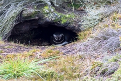 Falklandinseln - Rund um Stanley - Pinguine verstecken sich ..