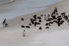 Falklandinseln - Rund um Stanley - eine Pinuinkolonie weiter weg