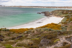 Falklandinseln - Rund um Stanley - die bevölkern einen schönen Strand