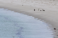 Falklandinseln - Rund um Stanley