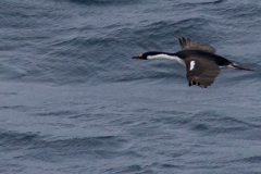 Blauaugenscharbe