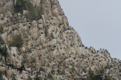 Nahaufnahme von Shag Rocks