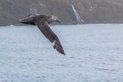 Right Whale Bay: Riesensturmvogel