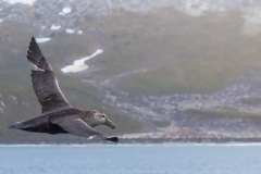Right Whale Bay: Riesensturmvogel