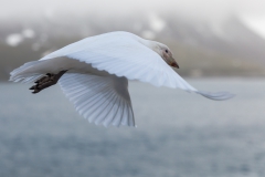 Right Whale Bay: Schneesturmvogel