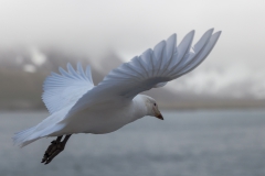 Right Whale Bay: Schneesturmvogel