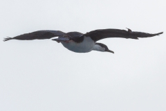 Right Whale Bay: Blauaugenscharbe