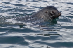 Seebär im Wasser