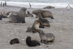 Salisbury Plain: Seebären allen Alters