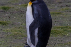 Salisbury Plain