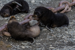 Seebären bei Stromness Harbour