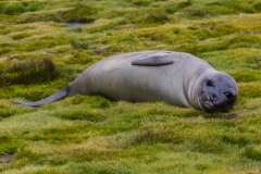 Stromness Harbour: See-Elefanten sind putzig :-)