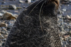 Stromness Harbour: Seebär