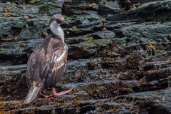 Stromness Harbour: Blauaugenscharbe
