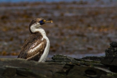Stromness Harbour: Blauaugenscharbe