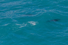 Tiere rund ums Schiff
