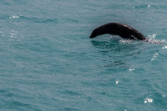 Tiere rund ums Schiff