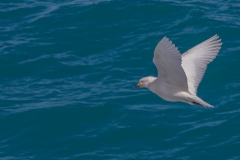 Tiere rund ums Schiff