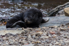Grytviken: auch hier sind die Tiere zurück