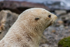 einer von tausend Seebären ist weiß