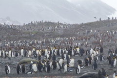 St. Andrew’s Bay - Blick auf die Pinguinkolonie