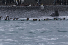 St. Andrew’s Bay - Pinguine gehen in Gruppen ins Wasser