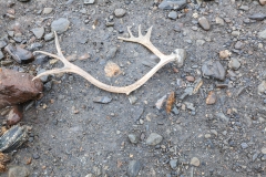 St. Andrew’s Bay - Überreste der Rentiere