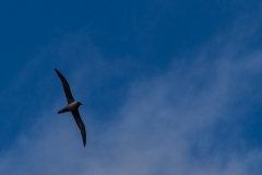 Cooper Bay - riesige Albatrosse