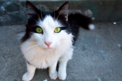 Auf den Straßen leben viele herrenlosen Katzen und Hunde, aber alle mega friedlich.