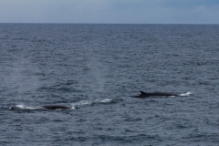 Finnwale um der Ocean Diamond