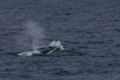 Finnwale um der Ocean Diamond