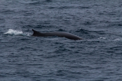 Finnwale um der Ocean Diamond