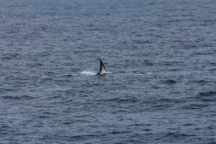 Finnwale um der Ocean Diamond