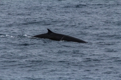 Finnwale um der Ocean Diamond