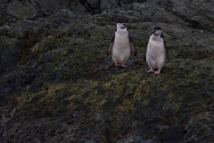 Point Wild, Elephant Island: Zügelpinguine