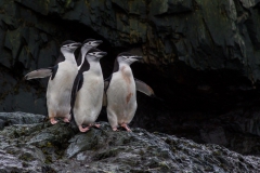 Point Wild, Elephant Island: Zügelpinguine