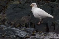 Point Wild, Elephant Island: Schneesturmvogel