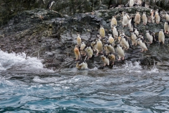Point Wild, Elephant Island: Zügelpinguine