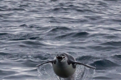 Point Wild, Elephant Island: Zügelpinguine