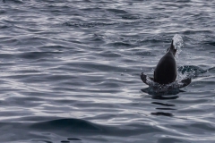 Point Wild, Elephant Island: Zügelpinguine