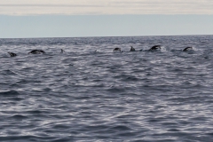 Point Wild, Elephant Island: Zügelpinguine
