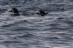 Point Wild, Elephant Island: Zügelpinguine