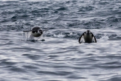Point Wild, Elephant Island: Zügelpinguine