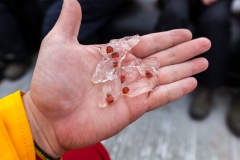 Point Wild, Elephant Island: Kelb, eine Nahrungsquelle im Ozean