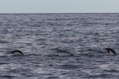 Point Wild, Elephant Island: Zügelpinguine